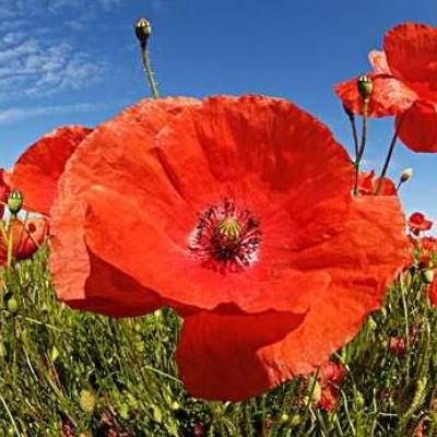 幸运28下载手机版